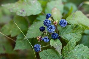 Blue berries of wild forest blackberries against a blurred background of leaves in the autumn forest on a sunny day photo