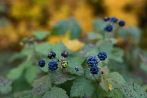 Blue berries of wild forest blackberries against a blurred background of leaves fallen in the autumn forest photo