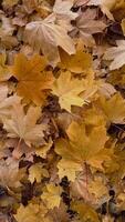 Yellow fallen maple leaves on the ground, phone photo