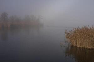 Yellow wilting vegetation and trees on the river bank on a foggy cloudy day. late autumn, fog photo