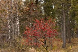Autumn forest, birches, red mountain ash and other trees photo