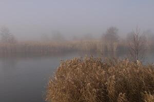 Yellow wilting vegetation and trees on the river bank on a foggy cloudy day, late autumn. fog. photo