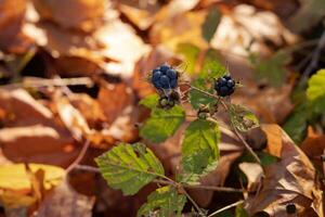 Blackberries in the forest in autumn. Selective focus and shallow depth of field. photo