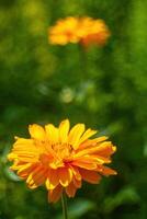 Two orange flowers are in a green field. Vertical background, wallpapers. photo