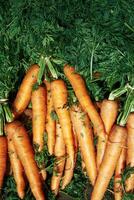 Bunch of carrots are sitting on top of some green leaves. Vertical background, wallpapers. photo
