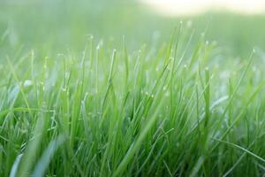 Green lawn for texture background, front view photo