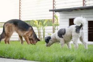 two cute dogs a german shepherd and a terrier sniffing snacks in grass, playing searching game photo