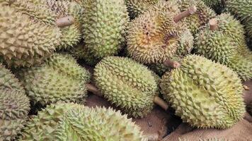 durian, large pile of durian, fresh durians stacked together, durian tropical fruit market concept, seasonal produce, agriculture, and export product of asia video