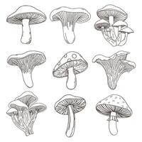 Collection of hand drawn various mushrooms. Mushroom icons set. Hand drawn sketch vector
