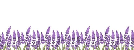 Lavender flowers border on white background. Lavender flower meadow seamless pattern. Illustration. vector