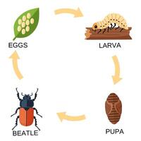 diagram showing the beetle life cycle eggs, larva, pupa, and adult beetle. Educational chart for biology, entomology, or insect related learning materials vector