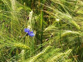 A blue flower is in the middle of a field of wheat photo