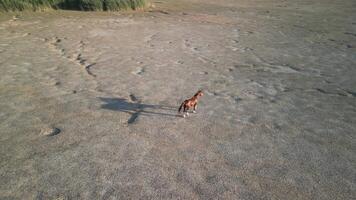 Aerial view of lone horse and dry steppe vegetation near Amu Darya river video