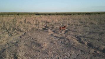 Lonely brown horse walking across dry desert plain with sparse bushes video