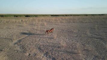 Aerial. brown horse and sparse bushes on dry steppe near Amu Darya riverbank video