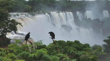 Black vultures rest above Iguazu Falls with rainforest, mist and wild cliffs video