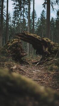 Mossy Fallen Log Archway in a Pine Forest. A scenic nature image of a large fallen tree trunk covered in moss, creating a natural arch in a dense pine forest. photo