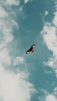 Majestic Eagle Soaring Through a Cloudy Sky. A breathtaking image of a bird of prey in flight. photo