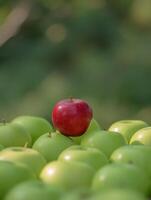 A Single Red Apple Stands Out Among a Group of Green Apples. photo