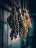 Dried Herb Bundles Hanging in Rustic Setting Close Up of Lavender and Other Herbs. photo