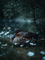 Serene Female Mallard Duck Resting Amidst Daisies in a Lush Green Meadow. photo