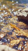 A Golden Trout in a Sparkling Stream Close Up of a Fish in its Natural Habitat. photo
