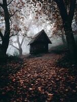 A Rustic Cabin Nestled in a Foggy Autumn Forest. A solitary wooden house sits on a leaf-covered path, surrounded by trees in fall. photo