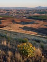 Wildflowers in Palouse Hills with Wind Turbines at Sunset. A scenic landscape photograph of the Palouse region. photo