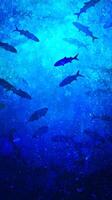 School of Fish Silhouettes in Deep Blue Ocean Water. A dramatic underwater scene featuring a large group of fish swimming together. photo