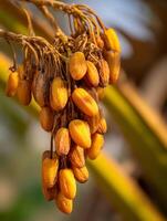 Close up of a Bunch of Ripe Dates Hanging on a Palm Tree Branch. photo