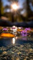 Serene Water Lily Bloom at Sunset Above and Below the Surface. photo