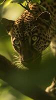 Majestic Leopard Close Up in Lush Green Foliage. A stunning portrait of a leopard peering through leaves bathed in sunlight. photo