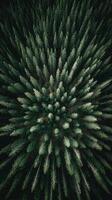 Aerial View of a Lush Evergreen Forest, Symmetrical Tree Pattern. photo