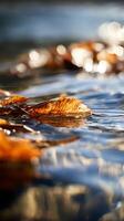 Autumn Leaves Floating on Calm Water, Close Up Nature Photography. photo