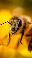 Close Up of a Honeybee Covered in Pollen on a Yellow Flower. A detailed macro photograph showcasing the intricate details of a bee's anatomy. photo