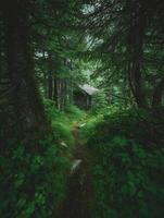 Secluded Wooden Cabin Nestled Deep Within a Lush, Green Forest. photo