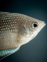 Close up of a Pearl Gourami Fish, Detailed Texture and Color. photo