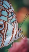 Close Up of a Striking Butterfly with Detailed Wing Patterns. A macro photograph showcasing the intricate beauty of a butterfly's wings. photo