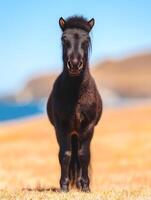 A Front View of a Black Pony in a Sunny Field. photo