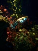 Endler's Livebearer Fish in Vibrant Aquarium Setting. A close up image showcasing the intricate details and beautiful colors of a male Endler's guppy in its aquatic environment. photo