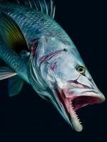 Close up of a fish's head, open mouth showing sharp teeth, dark background. photo