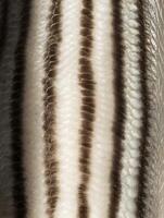 Close Up of Fish Scales Showing Detailed Texture and Pattern. photo