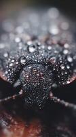 Close Up of a Dew Covered Insect, Macro Photography. photo