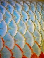 Close Up of Fish Scales Intricate Pattern and Texture. photo