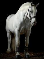 Majestic White Horse Portrait Against a Black Background. A stunning image of a white horse, elegantly adorned with a bridle and leg wraps. photo