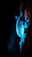Close up of a bioluminescent organism glowing blue in the dark. A stunning image of nature's light show. photo