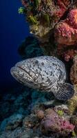 Close Up of a Spotted Grouper Fish Hiding in a Coral Reef. photo