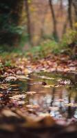 Autumnal Stream Fallen Leaves Reflecting in Calm Forest Water. photo