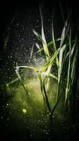 Illuminated Grass Blades with Water Droplets and Sparkling Dust. A close up image of nature's beauty. photo
