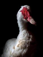 Majestic Muscovy Duck Portrait Close up of a White Duck with Red Facial Features Against a Black Background. photo